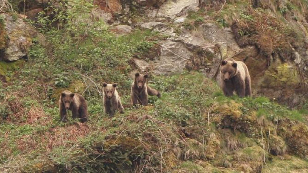 Osa con tres crías de segundo año.
