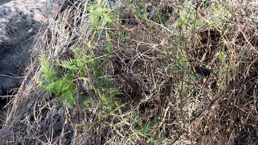 En la imagen, planta de garbancera en recuperación tras la afección por cenizas.