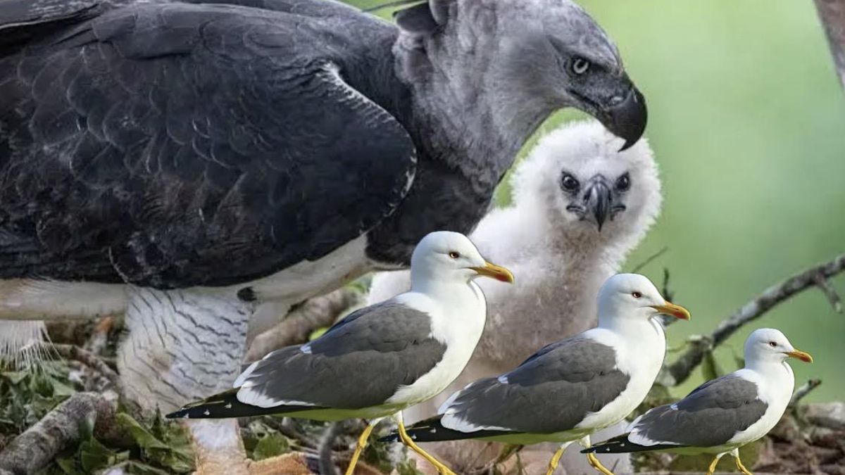 Cuestión de estrategia. Las gaviotas y el harpía