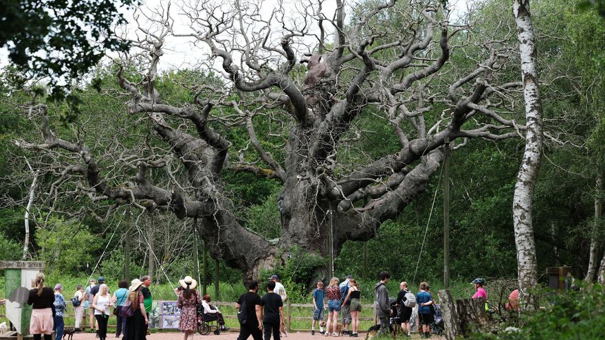 Adiós al roble milenario relacionado con la leyenda de Robin Hood: el árbol ha muerto tras meses de sequía