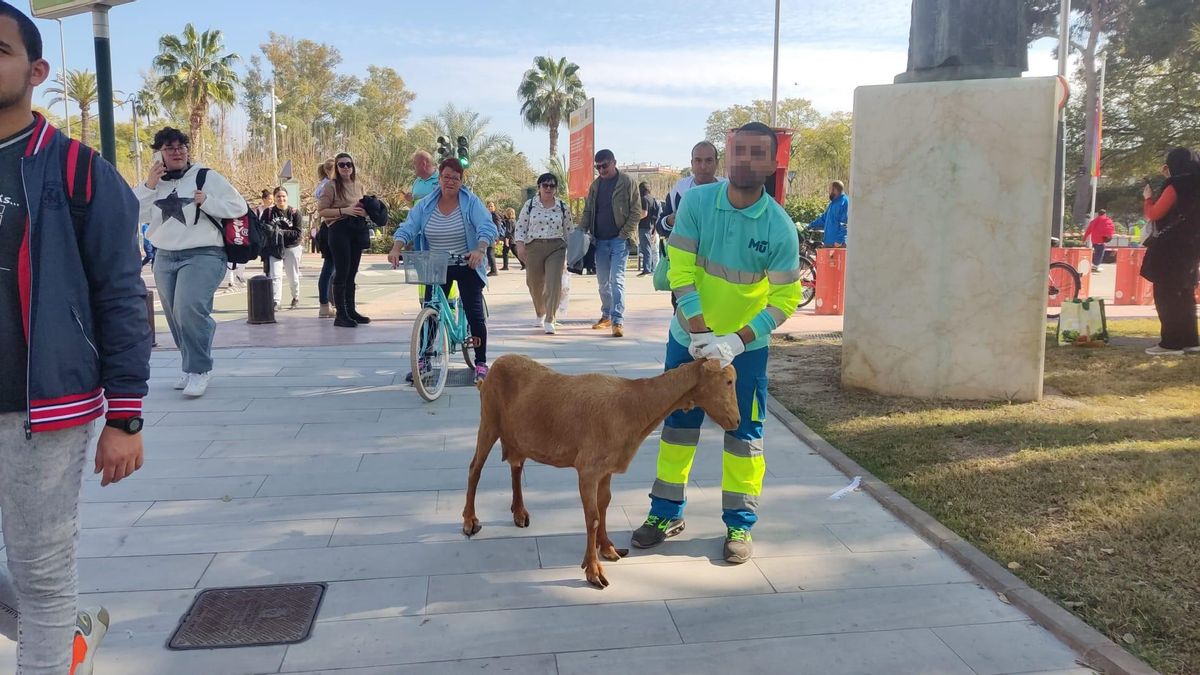 Varias cabras han escapado a lo largo de la manifestación