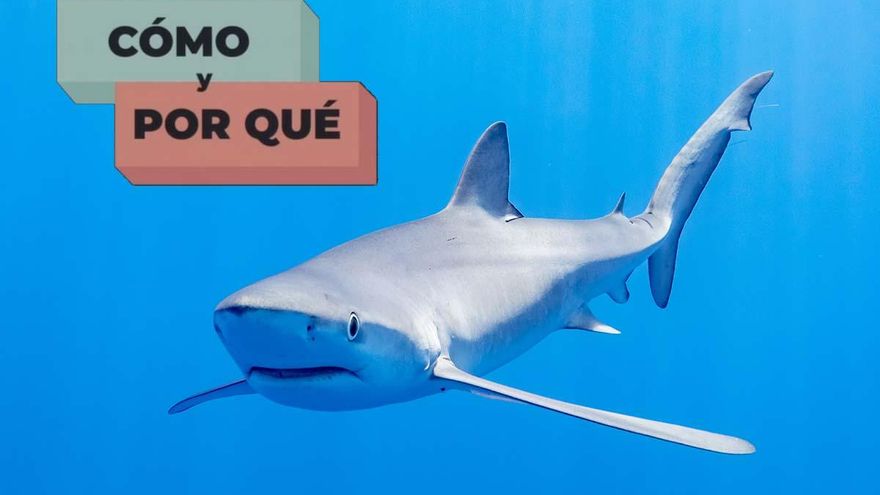 Por qué los tiburones (casi) no tienen cáncer