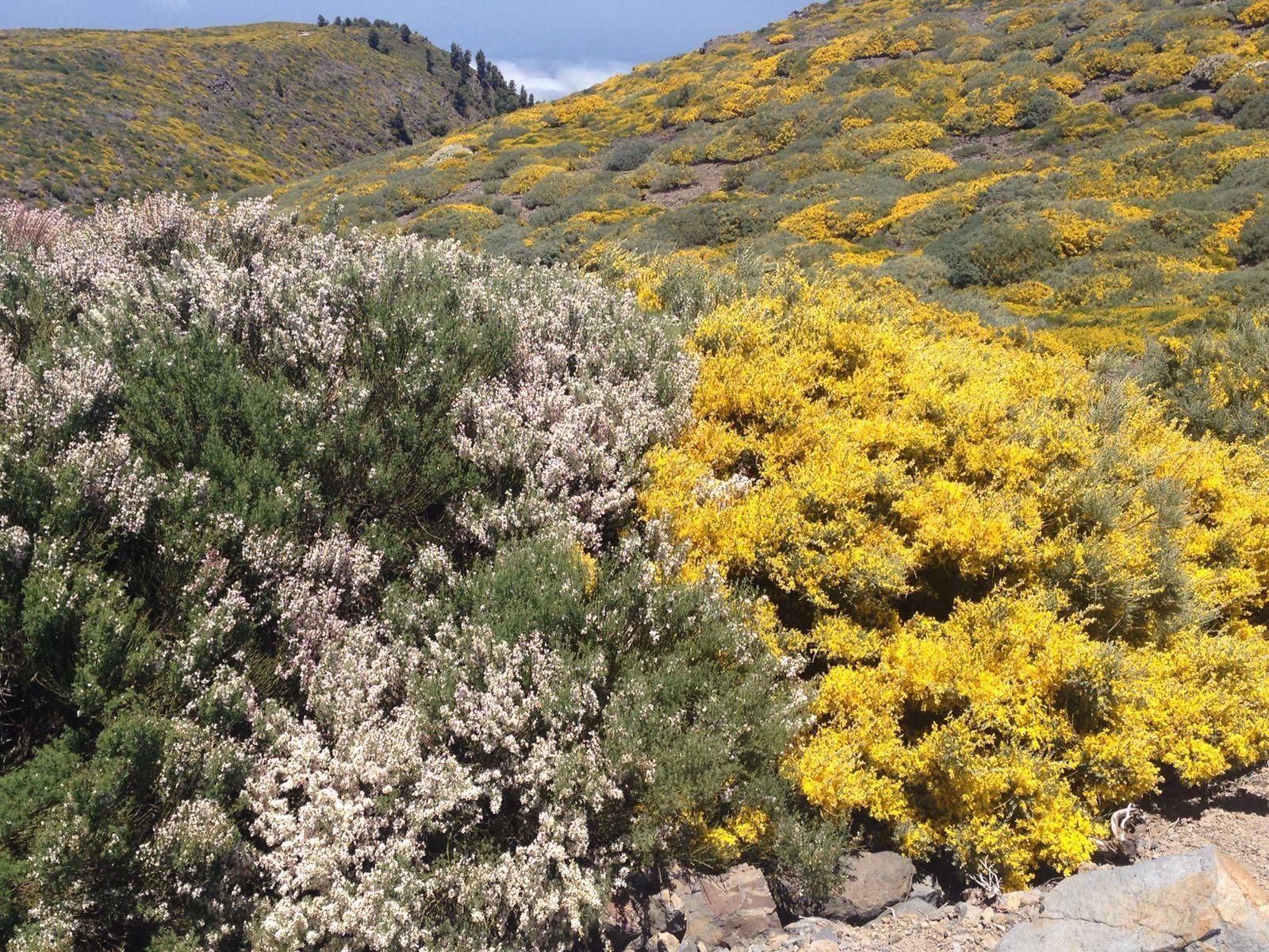Retamones de cumbre,  retamas y, al fondo, codesos. Foto: ÁNGEL PALOMARES.