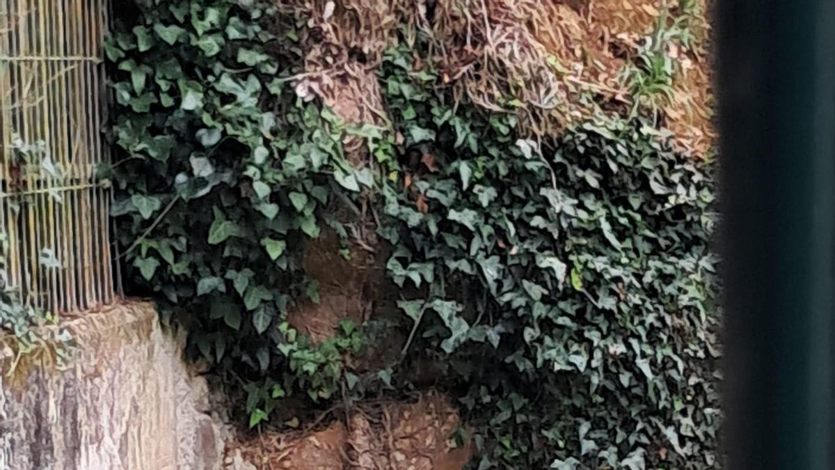 Nace una hembra de león africano en Cabárceno