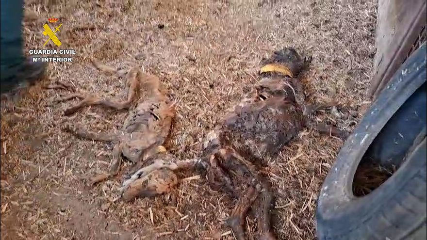 Mueren 32 perros por inanición tras ser abandonados sin agua ni comida en Azuaga (Badajoz)
