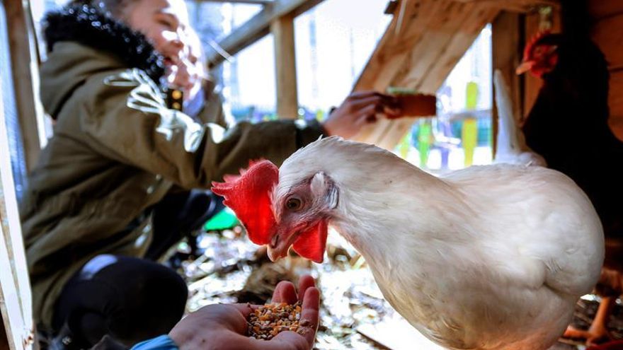 Un gallinero revoluciona la educación de un colegio de Valladolid