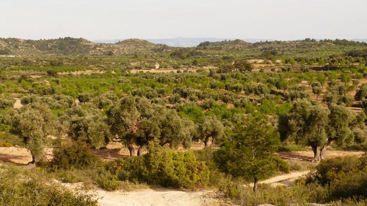 Paisajes dominados por el olivar en las inmediaciones de Calaceite.