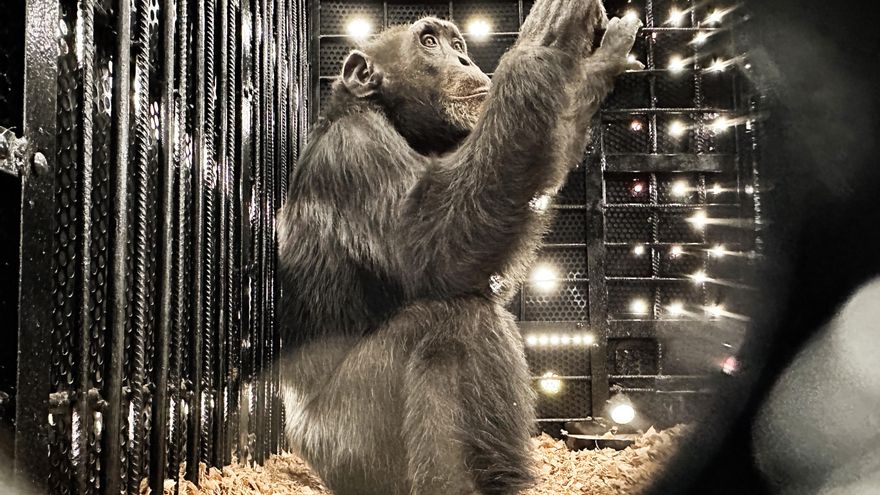 Trasladan a Brasil al último chimpancé que había bajo el cuidado humano en Colombia