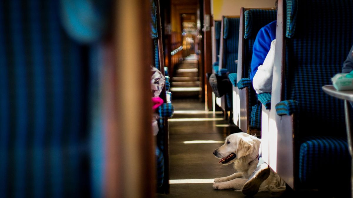 El transporte de animales en tren puede variar según la compañía ferroviaria.