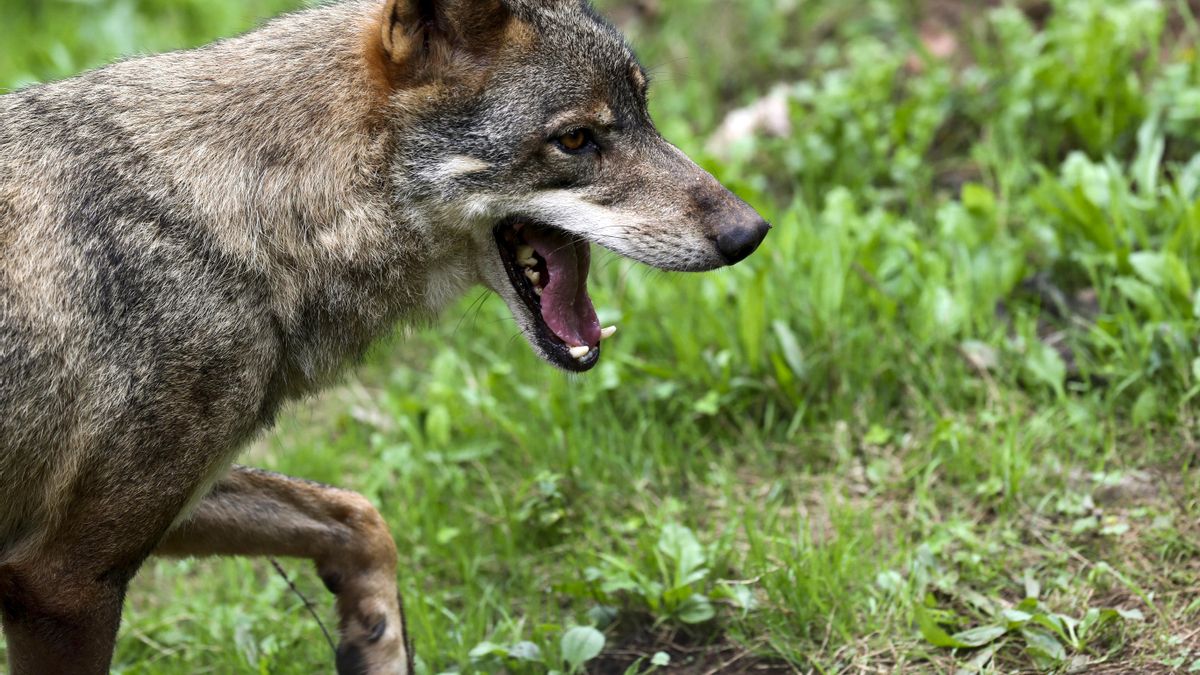 Asturias autoriza la caza de 67 lobos a partir de septiembre