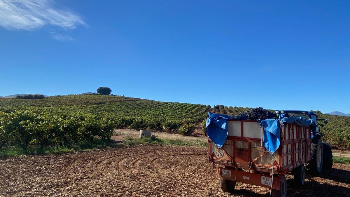 Viñedos y caminos agrarios en Manjarrés