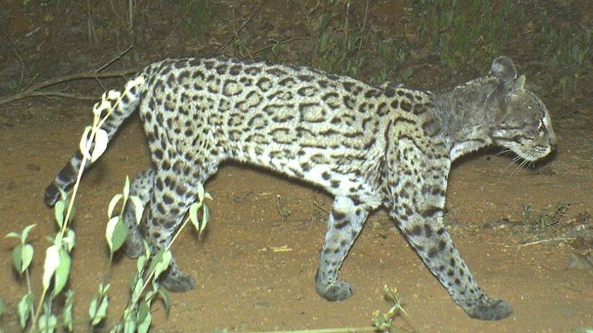 Ocelote con sarna registrado en la Reserva de la Biósfera Chamela-Cuixmala. Foto: cortesía Rodrigo Núñez Pérez