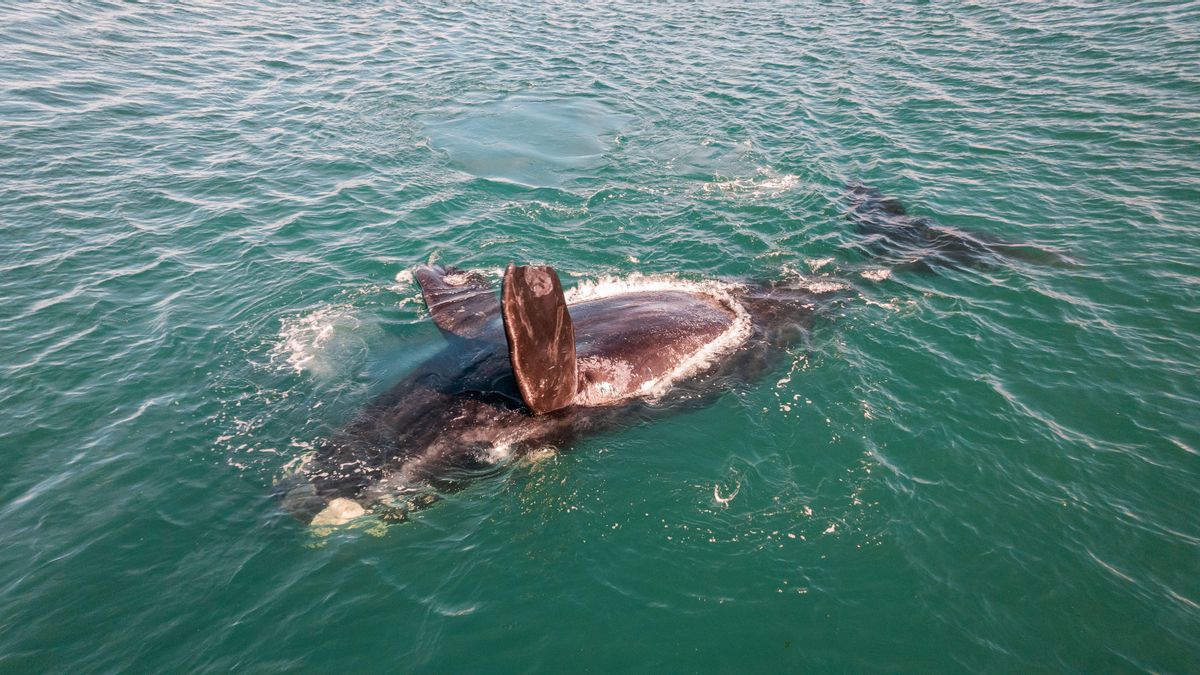 Así es el impresionante cementerio de ballenas que ha aparecido en el océano Índico: algunos restos tienen 5 millones de años