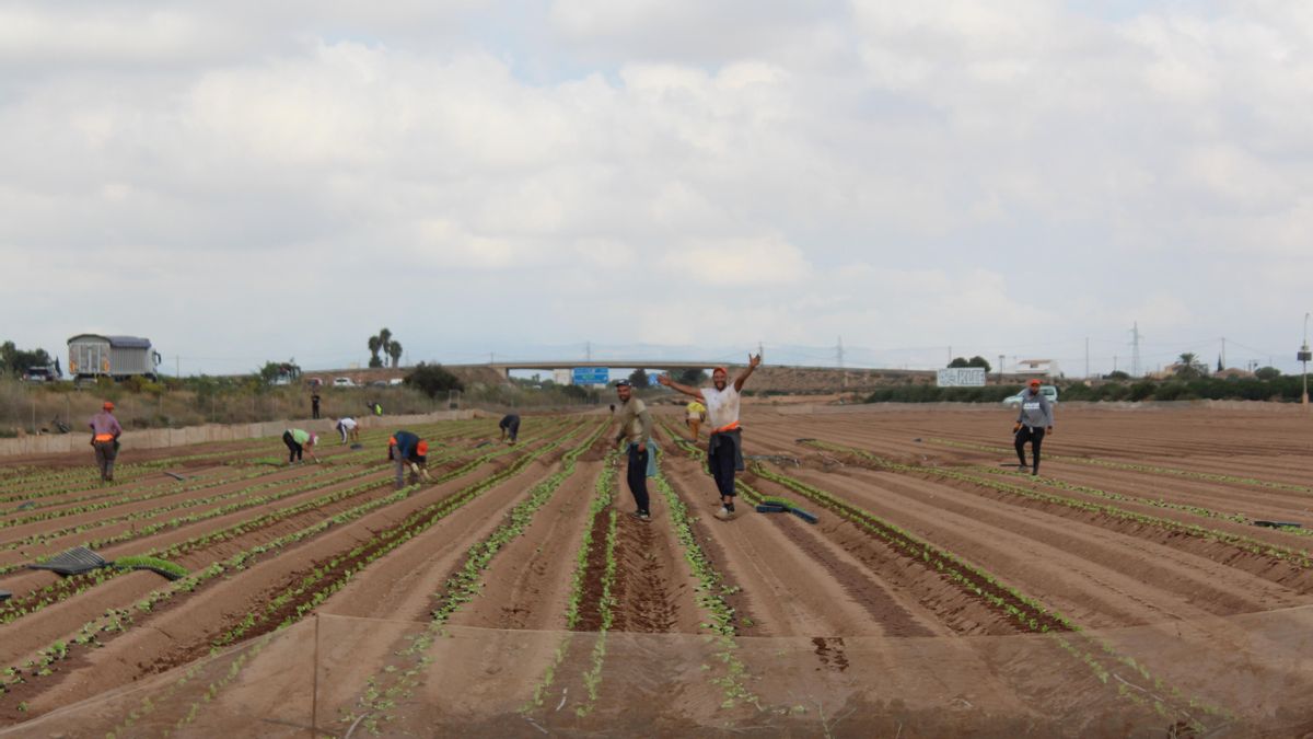 La cuadrilla donde trabaja Ahmed, repartida en varias hectáreas de terreno, planta semillas de lechuga, una tarea muy dura que realizan durante todo el día. Muchos acaban la jornada con problemas físicos.