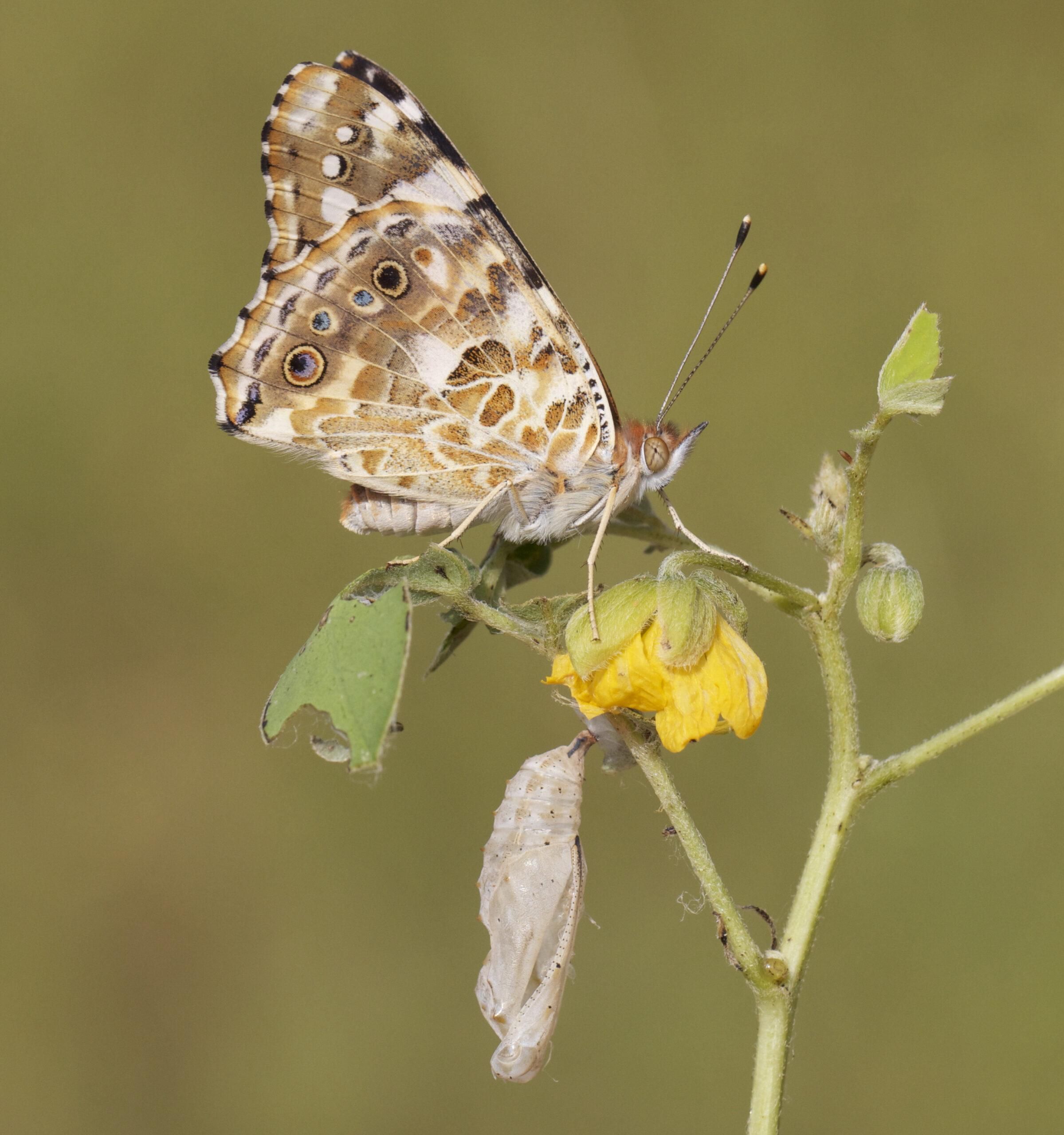 Una mariposa cardera recién emergida de su crisálida