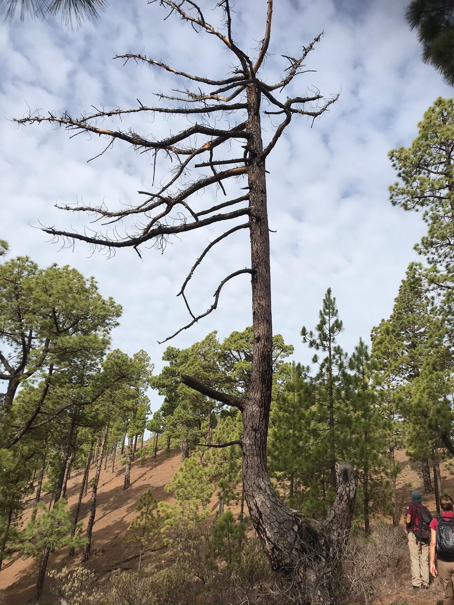 El esqueleto de un enorme pino de tea (Pinus canarienis) en la zona del Roque de Los Cuervos (Pico Bejenado), sobre 1.500 metros de altura y dentro de los límites del  Parque Nacional de La Caldera de Taburiente.