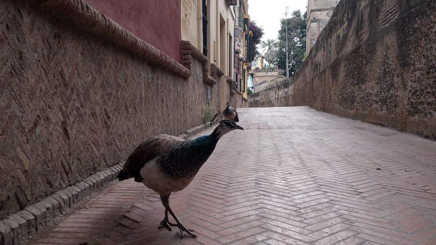 Hallan pavos muertos en una escuela infantil ubicada junto al Alcázar de Sevilla, cerrado por un brote de gripe aviar