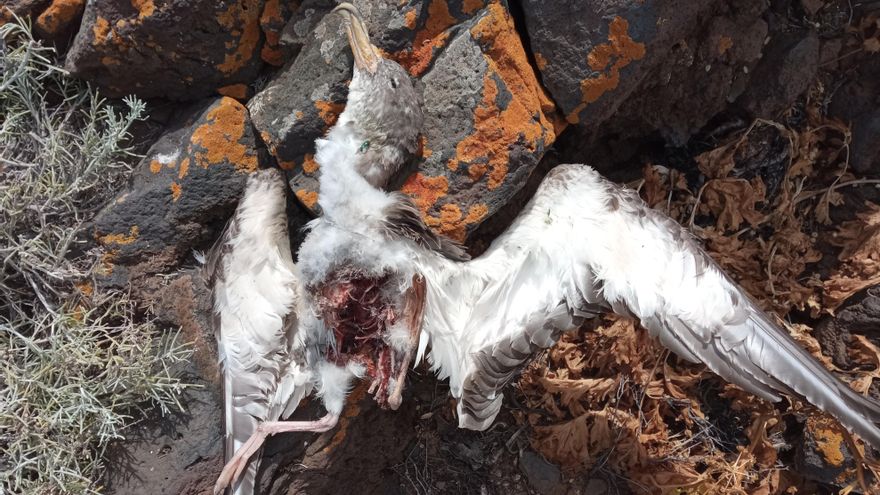 Pardela muerta en El Hierro