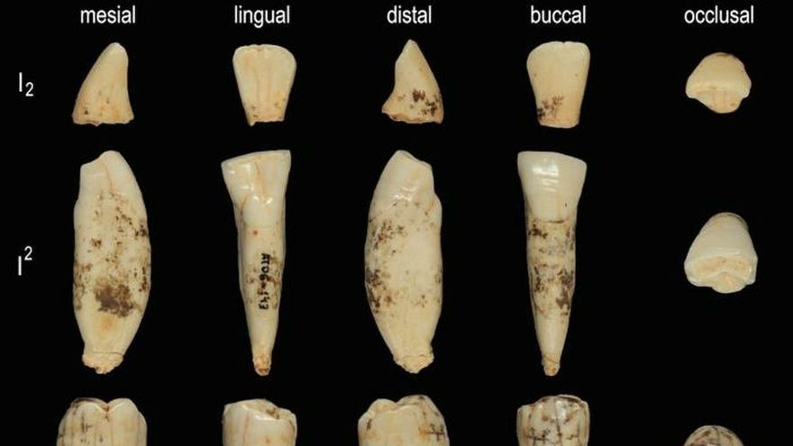 Piezas utilizadas en el estudio de los dientes de Homo antecessor. EFE/José María Bermúdez de Castro.