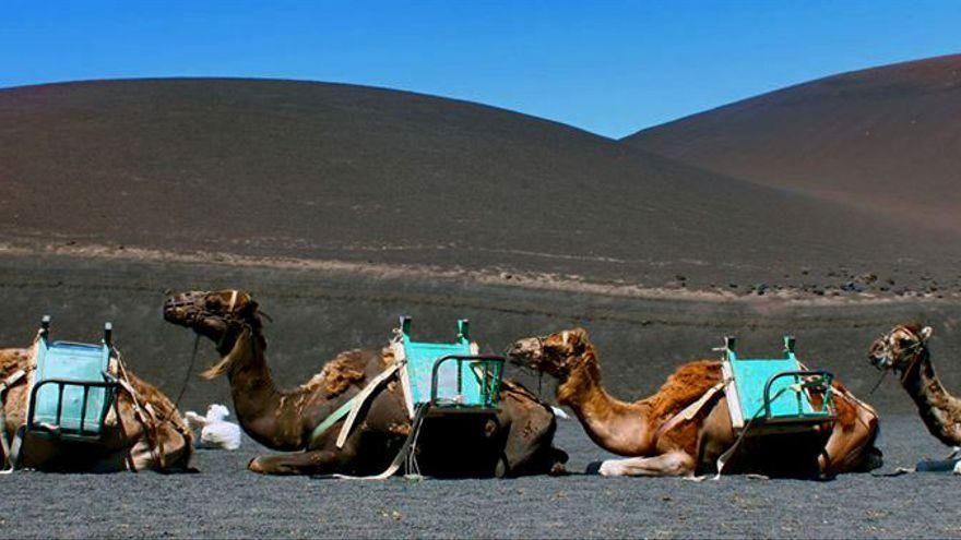La Fundación Franz Weber pide poner “punto final” a los paseos en camello en Lanzarote