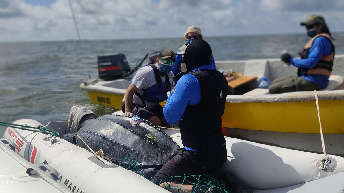 Día Mundial de las Tortugas Marinas: tres historias dan esperanza en América Latina 