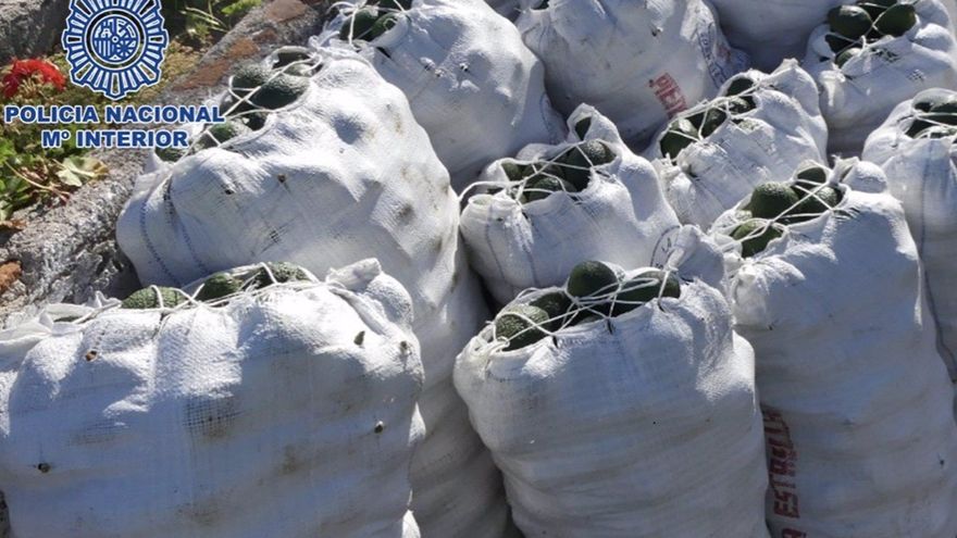 La Policía Nacional sorprende a dos hombres robando 100 kilos de aguacates en una finca en Valle de Guerra
