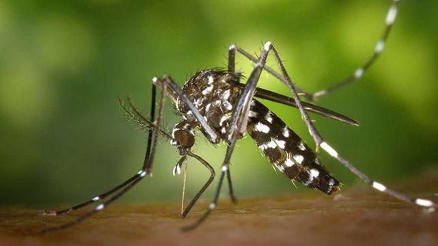 El cambio climático impulsa la expansión del dengue y la chikungunya en Europa