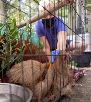 Bandit llegó al zoológico en estado crítico y murió el 29 de abril. El equipo veterinario tomó la decisión de practicarle la eutanasia humanitaria pues no se recuperaría de su deterioro. Foto: cortesía Central Florida Zoo