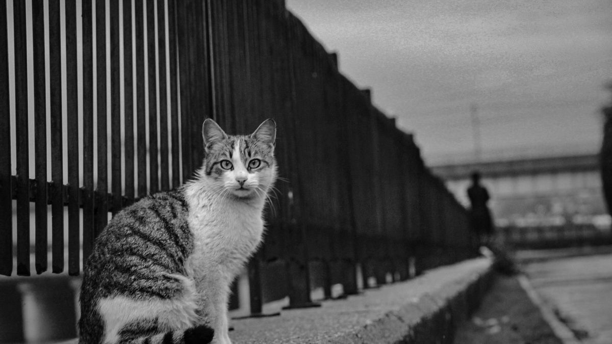 Larry, el más longevo del Gobierno británico: 15 años en Downing Street