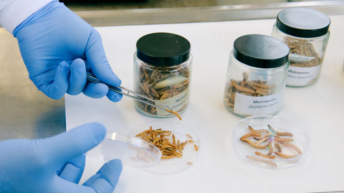 Insectos para alimentar al ganado: la revolución silenciosa que impulsa el Instituto de Ganadería de Montaña de León