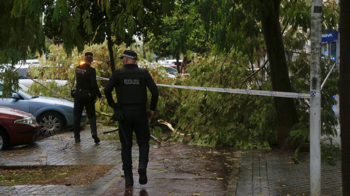 El temporal provoca las caídas de árboles, postes eléctricos y placas de una fachada en el Sector Sur
