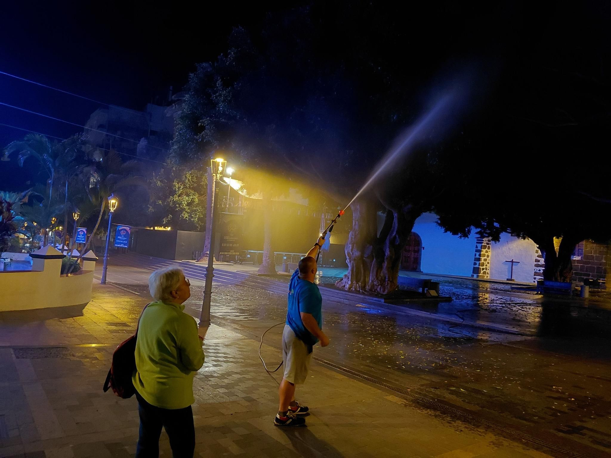 Tratamiento de los laureles de la Plaza de España de Los Llanos de Aridane. Foto: MVH.