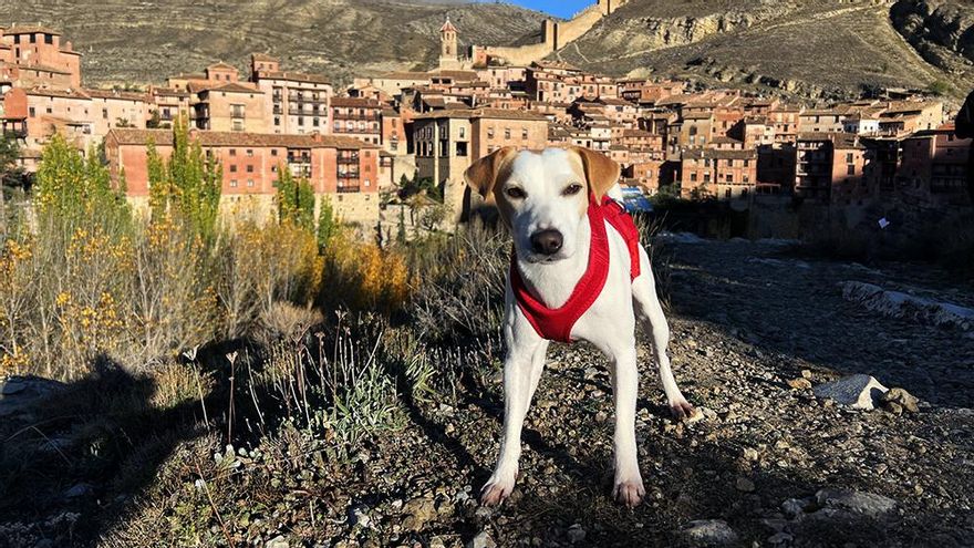 El perro Pipper, en la grabación de su programa
