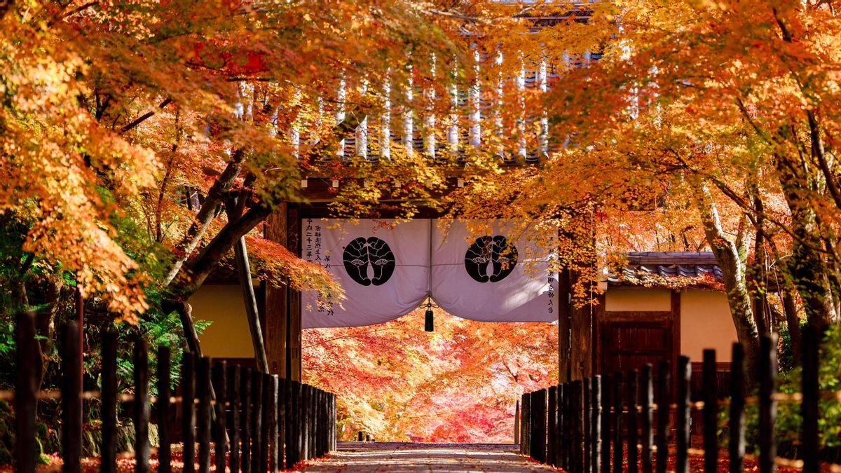 Disfrutar del otoño en Japón: recorridos y lugares qué visitar en el país en esta época del año