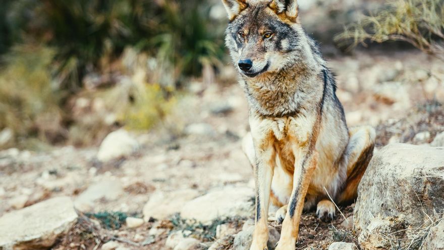 La Rioja incluye al lobo como especie de caza mayor para la próxima temporada sin limitaciones ni cupos