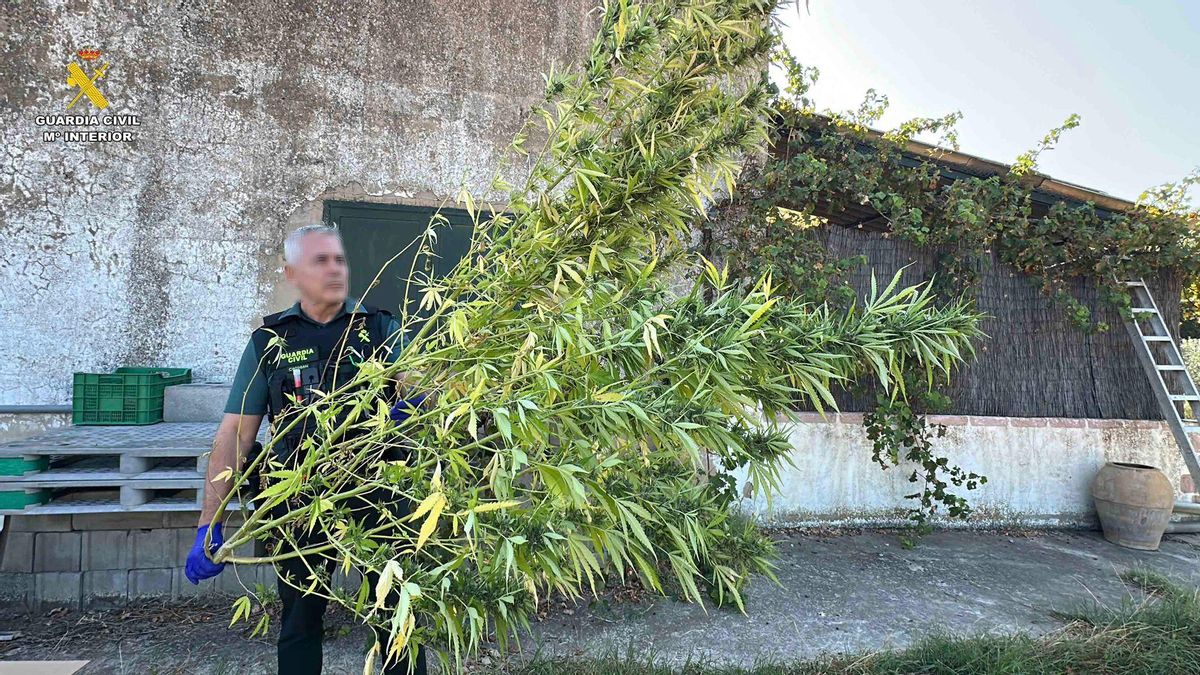 Plantas de marihuana en Logroño