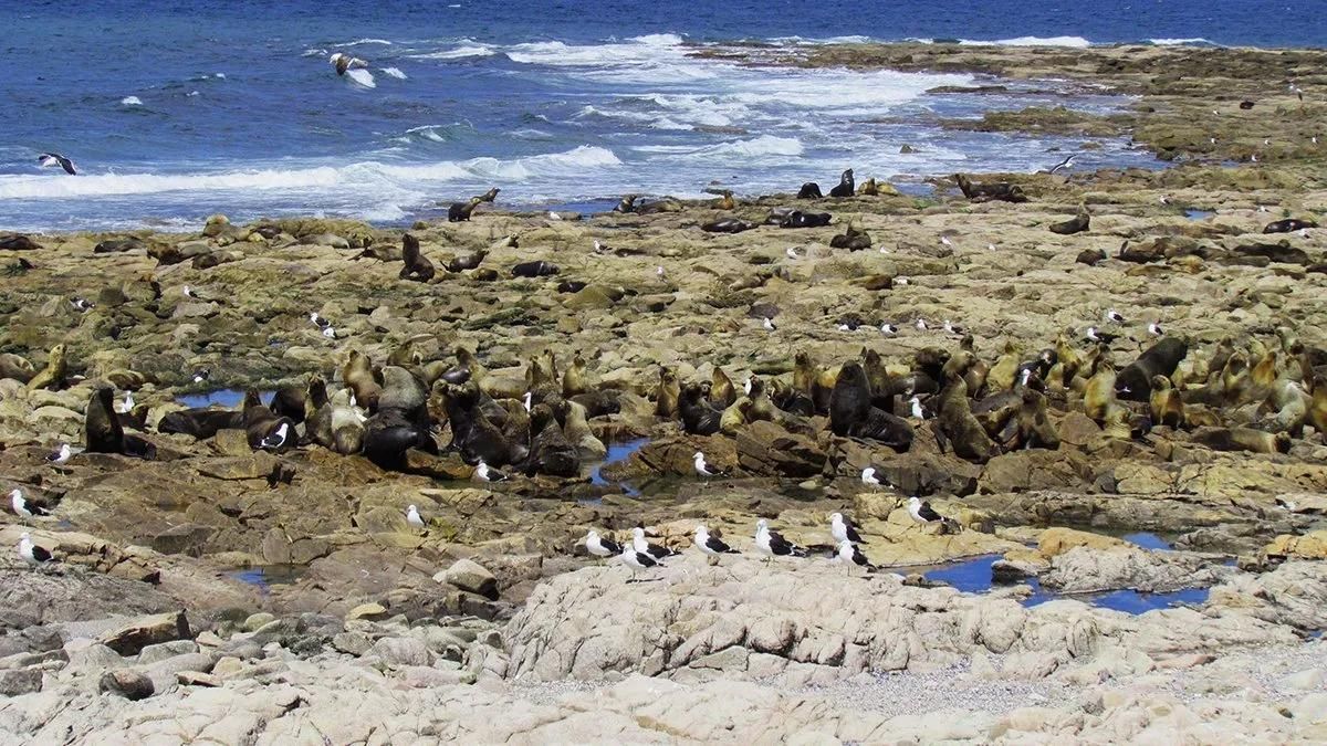 El Parque Nacional Islote Lobos, en el Golfo San Matías, es un punto clave en biodiversidad. Foto: cortesía Luciano Cutrera