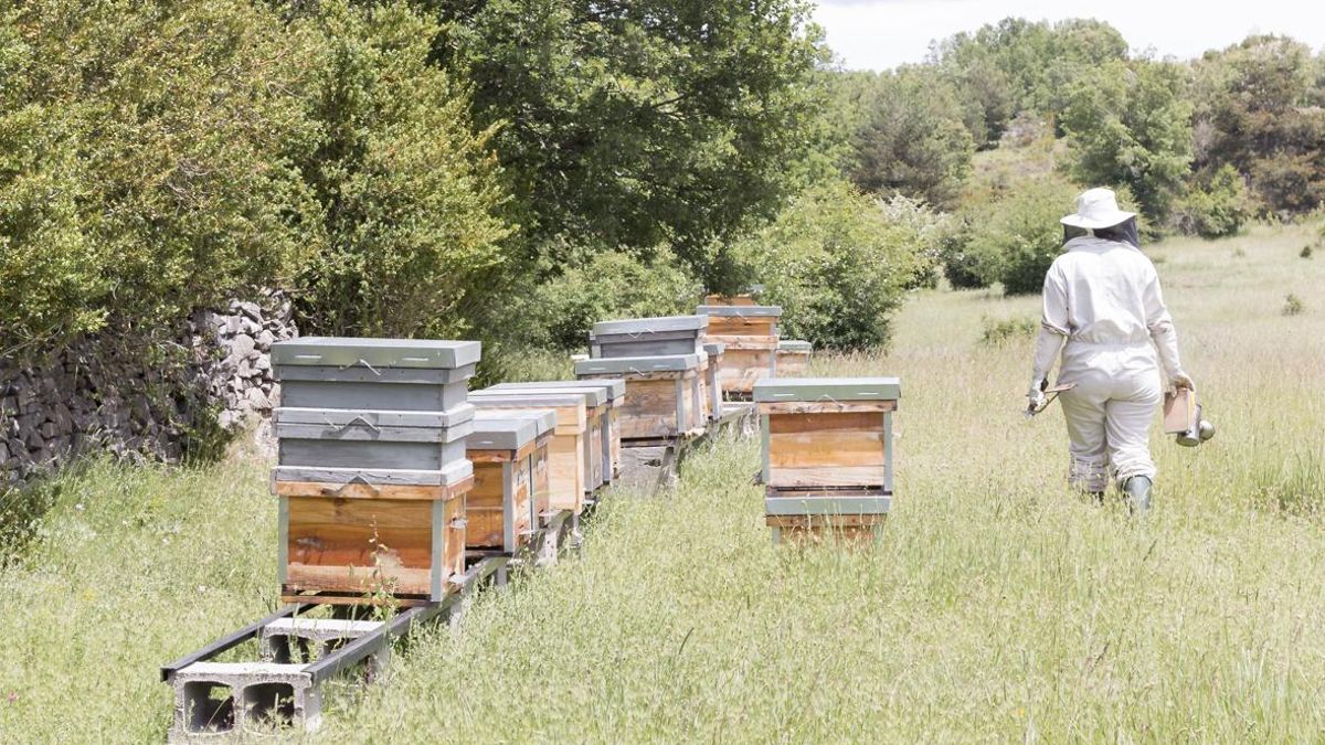 Las pequeñas explotaciones agrícolas se alían para competir: “Todo está diseñado para las grandes empresas”
