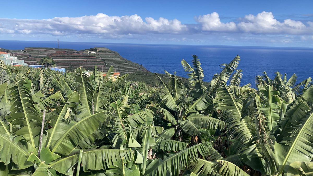La cooperativa platanera Agusa hace un pago adicional a sus productores de 0,02 euros por kilo