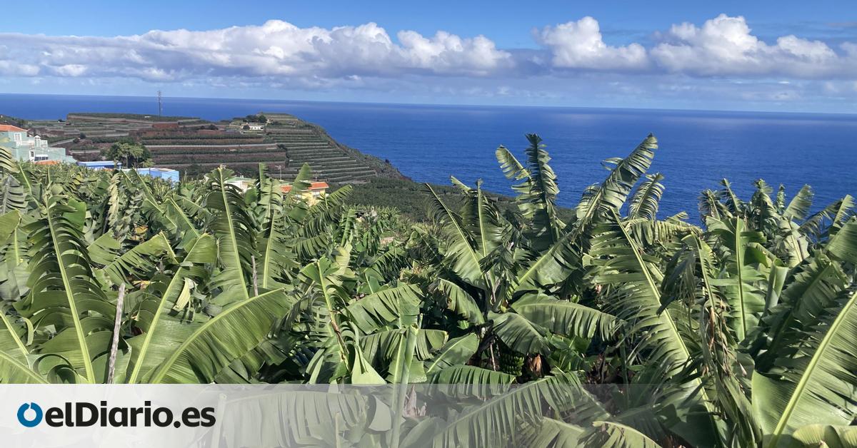 La cooperativa platanera Agusa hace un pago adicional a sus productores de 0,02 euros por kilo