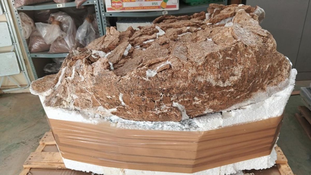 El caparazón de la tortuga tiene más de 15 millones de años y pertenece al género 'Titanochelon bolivari'