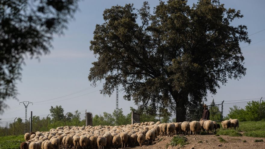 Los primeros corderos merinos australianos nacidos en España son extremeños