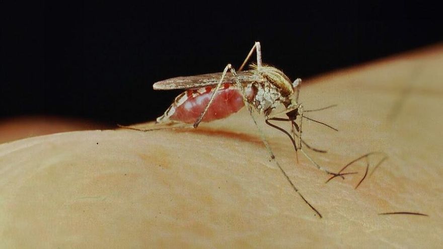 Alarma por una nueva invasión de mosquitos en el AMBA: por qué se producen