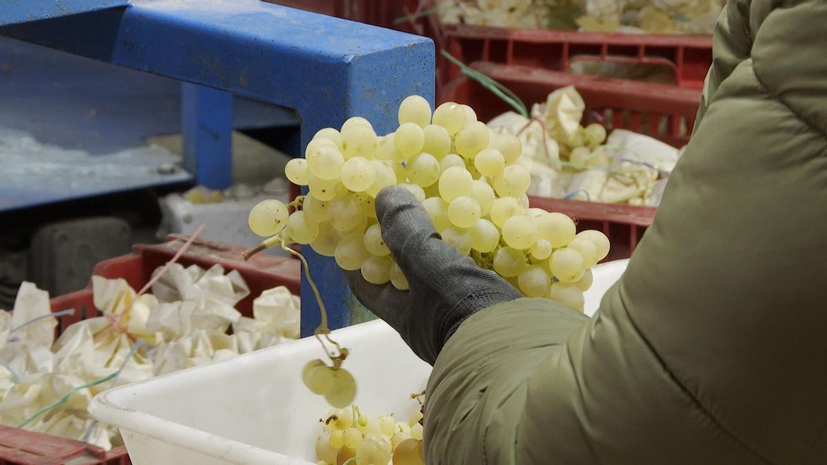 ¿Por qué en España se toman 12 uvas en Nochevieja? El origen de la tradición