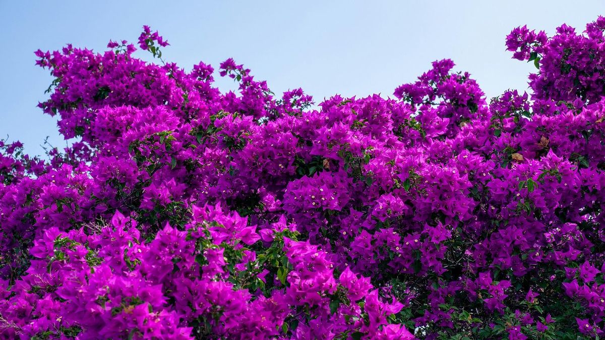 Matar las buganvillas