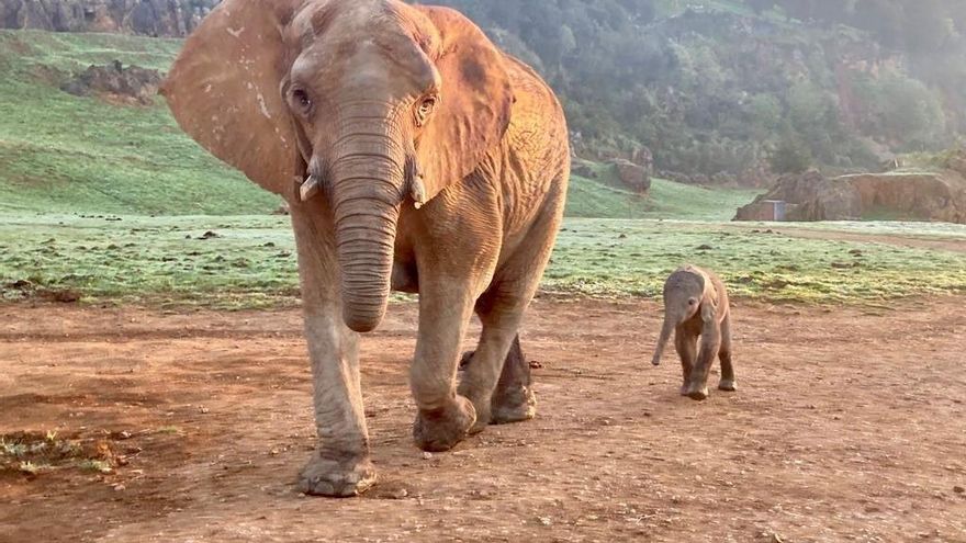 Nace el vigesimocuarto elefante africano en Cabárceno.