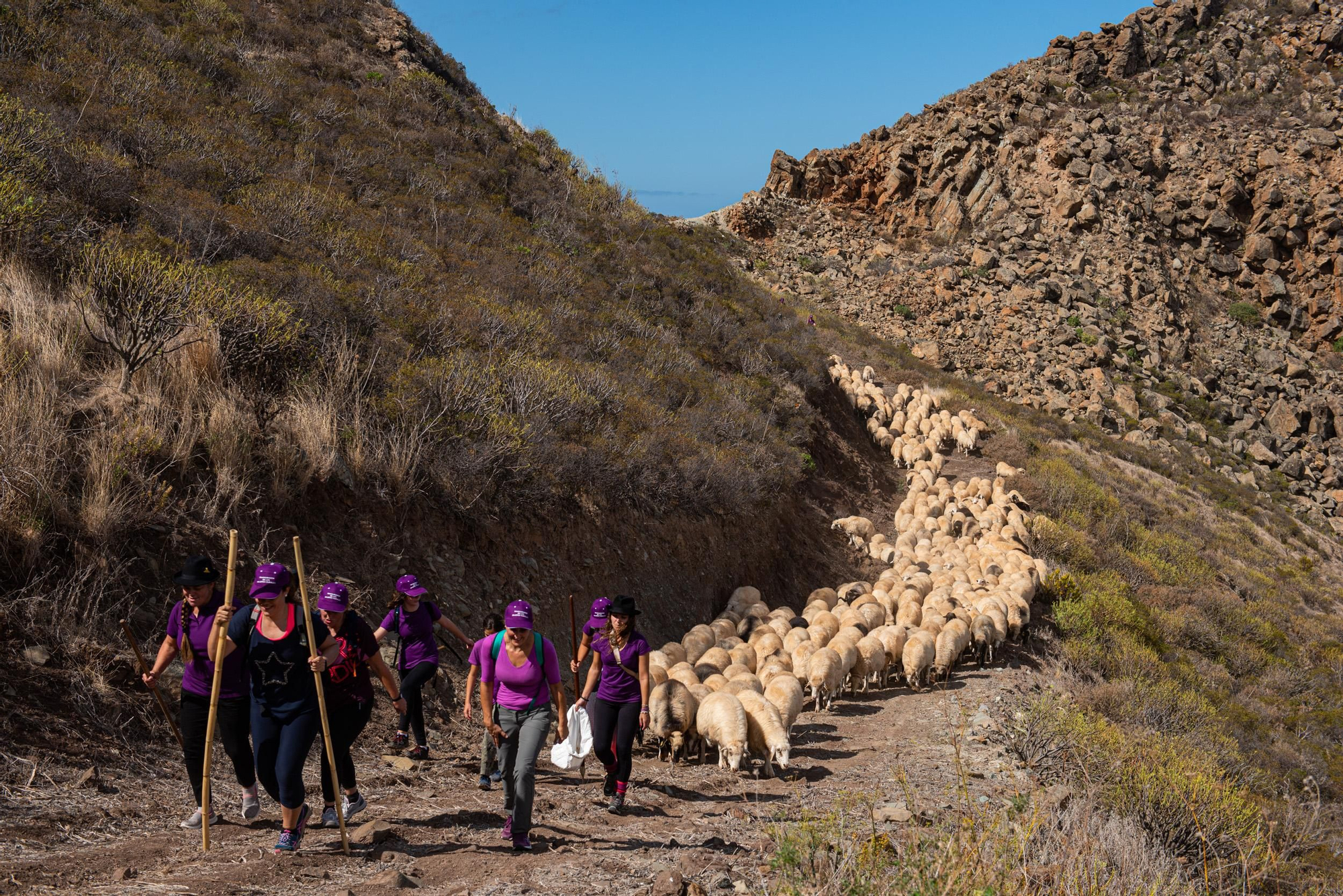Primera trashumancia femenina en Canarias.
