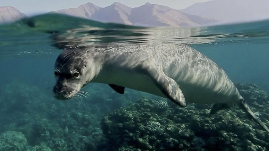 Las raras focas monje usan cuevas ocultas en Formícula para descansar sin contacto humano durante el verano