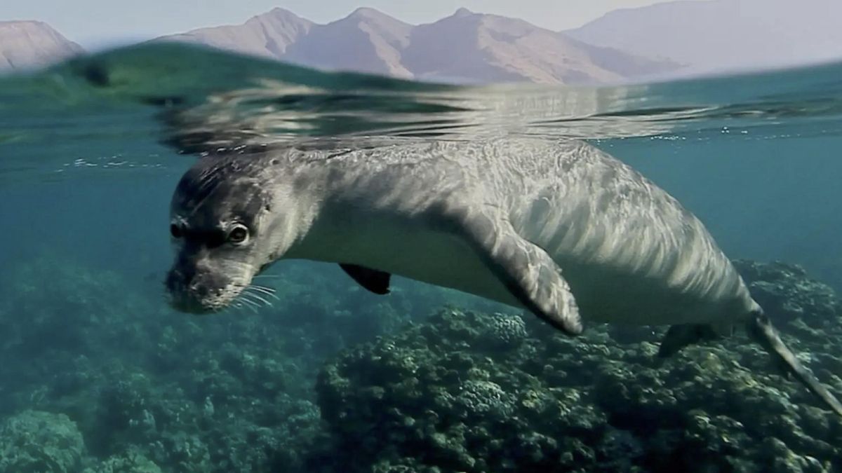 Las raras focas monje usan cuevas ocultas en Formícula para descansar sin contacto humano durante el verano