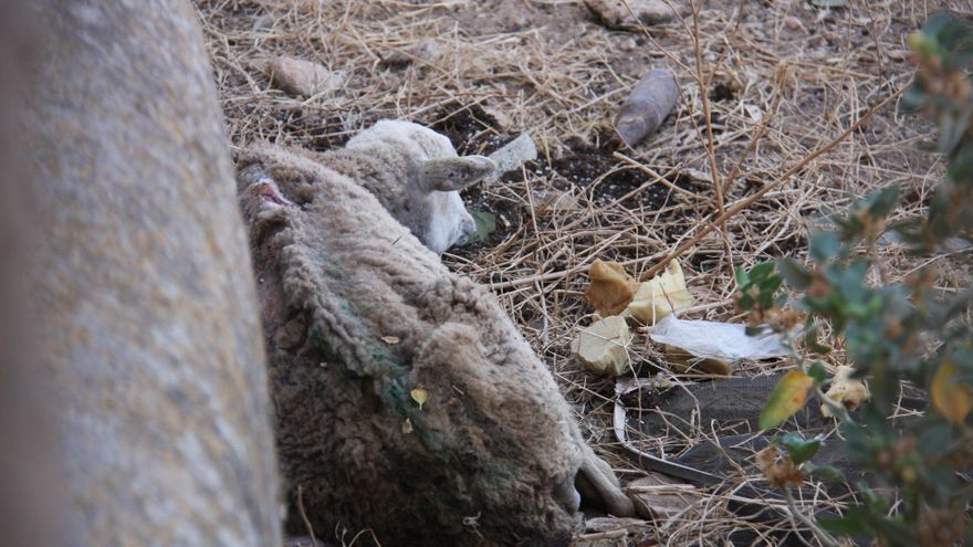 "La imatge que vaig veure va ser dantesca": la "finca de l'horror" acumulava ovelles moribundes i cadàvers d'animals a Palma